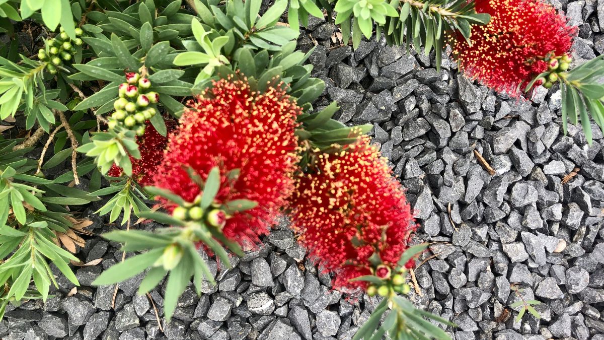 Blooming Marvel: The Colorful World of Bottle brush Plants