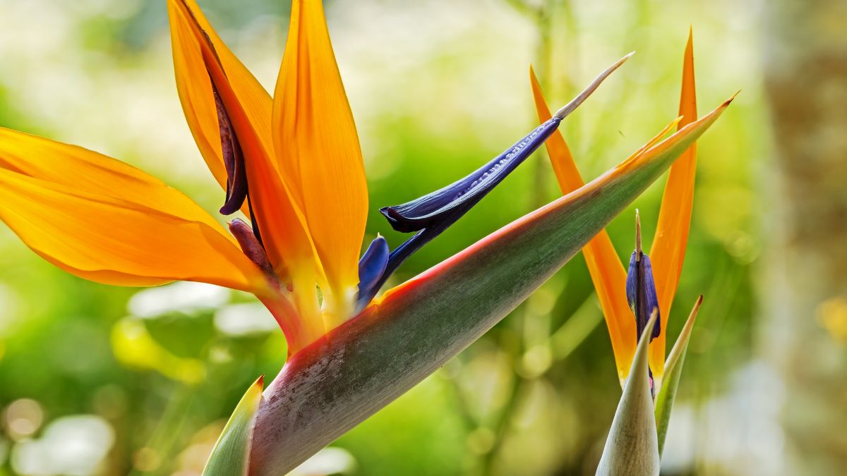 The Easy Care Mexican Bird of Paradise Plant: Attract Hummingbirds and More