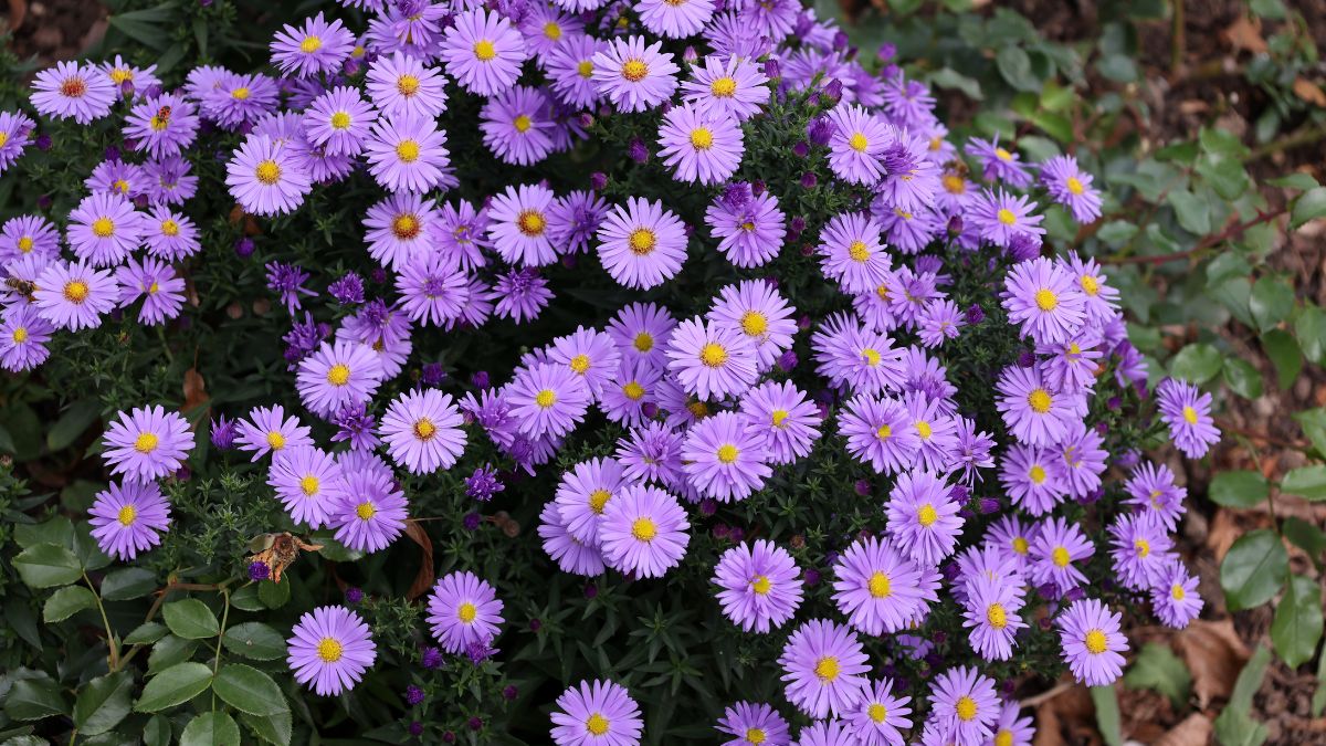 The Aromatic Aster Plant for a Sustainable Landscape 2024