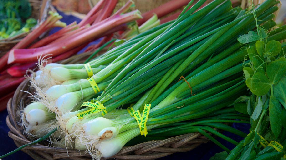 Bunching Onions