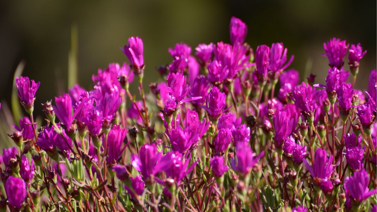 French Lavender