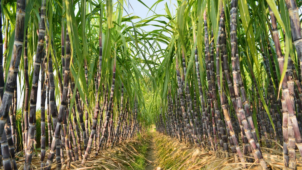 Cane Plants