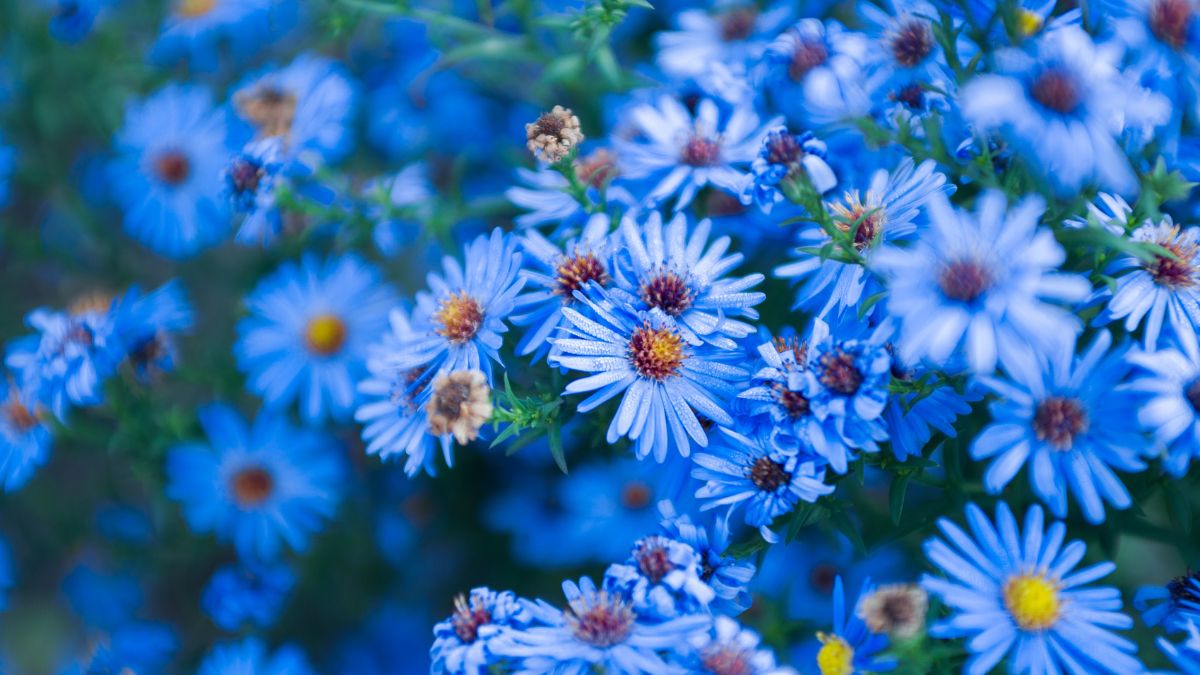 Blue Flowers